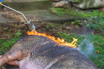 Poster - roasting pig