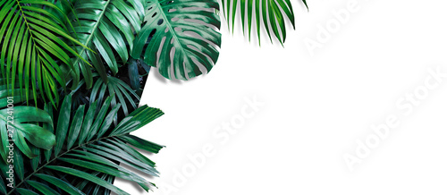 Fotografía Tropical leaves banner on white background with copy space
