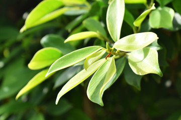 Wall Mural - flower in garden