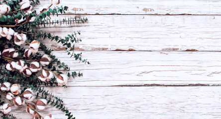 Cotton flowers and eucalyptus branches over a white wooden texture backdrop. Image shot from overhead view with room for text