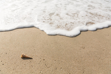 Wall Mural - Sea wave bubble and shell on clean sand beach