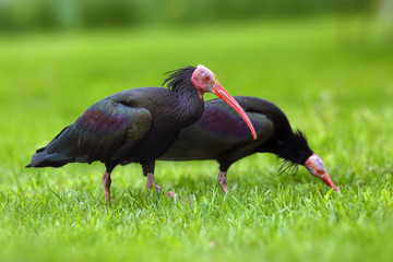 Wall Mural - The northern bald ibis, hermit ibis, or waldrapp (Geronticus eremita) looking for food in green grass.