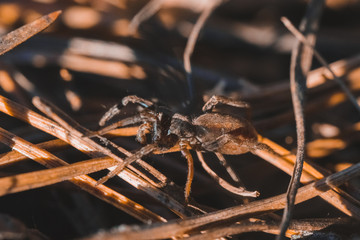Wall Mural - Macro photo of spider in the forest