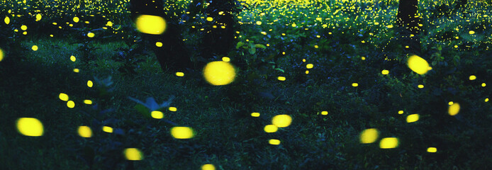Wall Mural - Bokeh light of firefly in forest