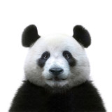 Fototapeta Konie - panda bear face isolated on white background