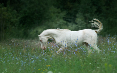 Wall Mural - perlino akhal-teke horse walking in summer meadow