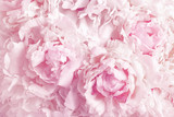 Beautiful floral background from pink peonies. Tender flowers petals in vintage toned.