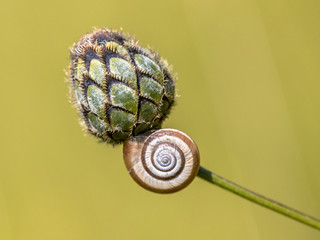 Sticker - Still life of house snail on flower bud