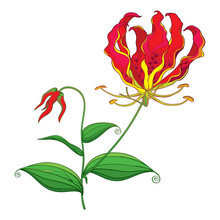 Outline Gloriosa Superba Or Flame Lily Or Glory Lily, Stem With Tropical Red Flower, Bud And Leaf Isolated On White Background.