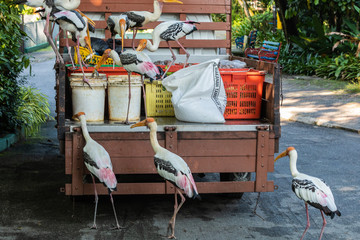 Wall Mural - storks attack the food wagon, Zoo Kuala Lumpur