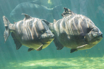 Wall Mural - Zoo Kuala Lumpur