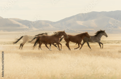 Fotomural Wild Horses Running Across the Utah Desert