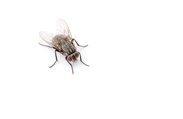 Wall Mural - fly isolated on a white