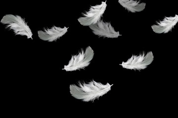 Wall Mural - white feathers falling down in the air. isolated on black background.