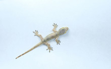 Gray Transparent Lizard, Small Reptile Found In Tropical Area, Walking On White Isolated Ceiling Background