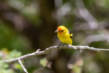 Wall Mural - Western tanager in Sandia Mountains, New Mexico