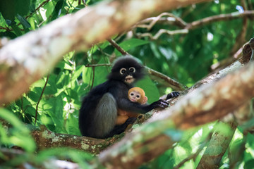 trachypithecus obscurus and its children with golden hairs in tropical forests, thailand