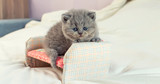 Fototapeta Koty - little kitten plays on a toy sofa