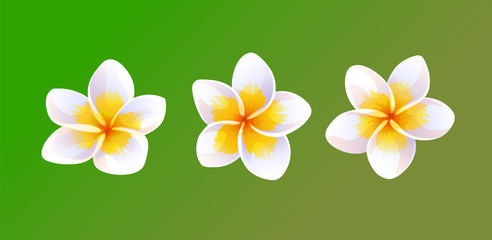 Canvas Print - vector illustration of plumeria flowers.