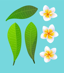 Canvas Print - vector illustration of plumeria flowers