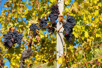 ripe blue grapes on vine in fall