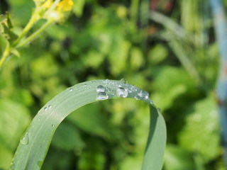 Water droplets on the leaves of plants. After rain or dew. Macro mode.