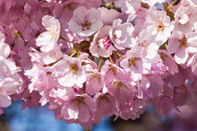 Prunus A Pink Flower Blossom Shrub Or Small Tree