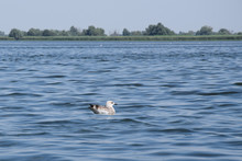 Great Black-backed Gull (Larus Marinus) Swimming In Fortuna Lake (Lacul Furtuna). Danube Biosphere Reserve - Danube Delta, Romania.