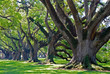 © mikesch112 - famous oak alley plantation in Vacherie, Louisiana