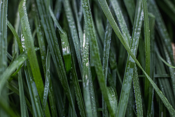 the grass after rain