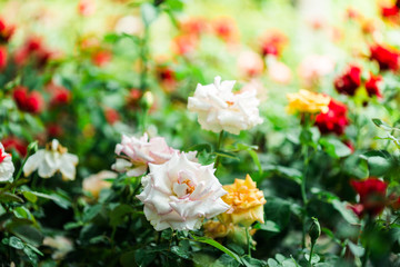 Wall Mural - Beautiful white roses flowers background.Bouquet of fresh roses.