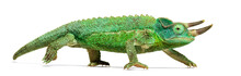Side View Of A Jackson's Horned Chameleon Walking
