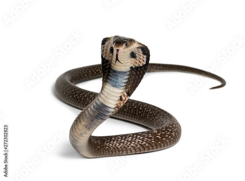 Fotografía King cobra, Ophiophagus hannah, venomous snake against white