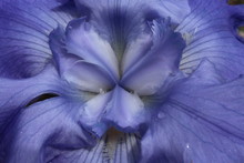 Closeup Of The Style Arms And Hafts Of A Lavender Tall Bearded Iris.