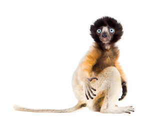 4 months old baby Crowned Sifaka sitting against white