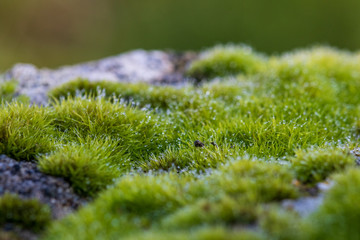 Canvas Print - green moss on rock