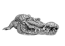 Graphical Hand-drawn Crocodile Isolated On White,vector Illustration