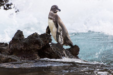 Galapagos Penguin (Spheniscus Mendiculus) Standing On A Rocky Shore As Waves Break In The Background. 