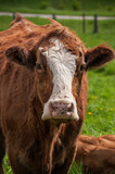 Fototapeta Miasto - Cows head close up in farm field