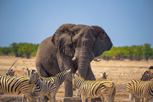 Angry Elephant Surrounded By Zebras In Etosha National Park, Namibia