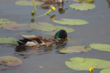 Ducks on the water