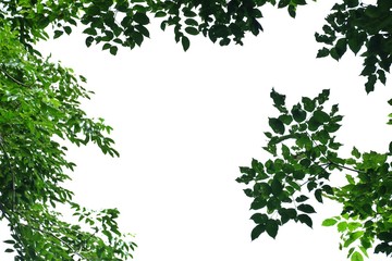 Tropical tree leaves with branches on white isolated background for green foliage backdrop 
