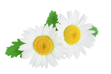 one chamomile or daisies with leaves isolated on white background