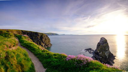 Spring evening light on Thrift 'Sea Pinks' in Ceibwr Bay, Pembroke, Wales