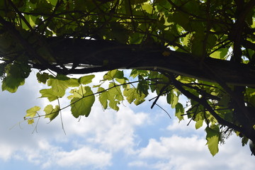 Canvas Print - Grapevines