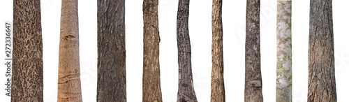 Fotomural isolated tree trunk Collection on White background.