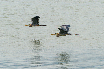 Wall Mural - two great blue herons in flight