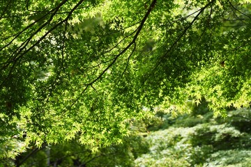 Poster - Fresh green of the natural park in early summer.