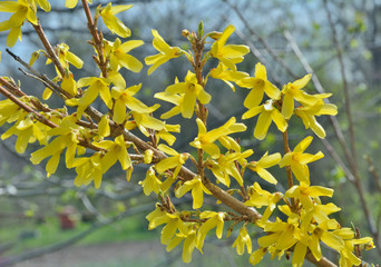 Sticker - Blooming branch (Forsythia)