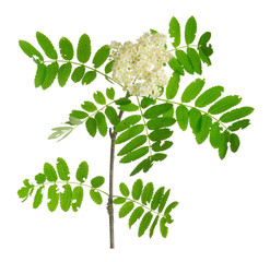 Wall Mural - Blooming rowan, Sorbus aucuparia twig isolated on white background